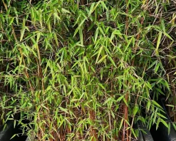 Fargesia 'Red Dragon'