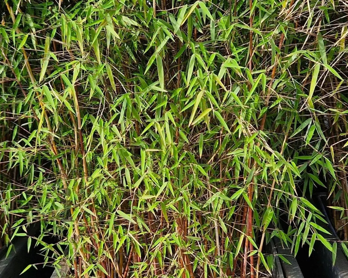 Fargesia 'Red Dragon'