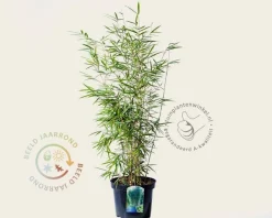 Fargesia robusta 'Campbell'