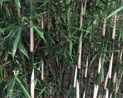 Fargesia robusta 'Campbell'