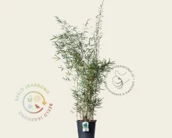 Fargesia robusta 'Campbell'