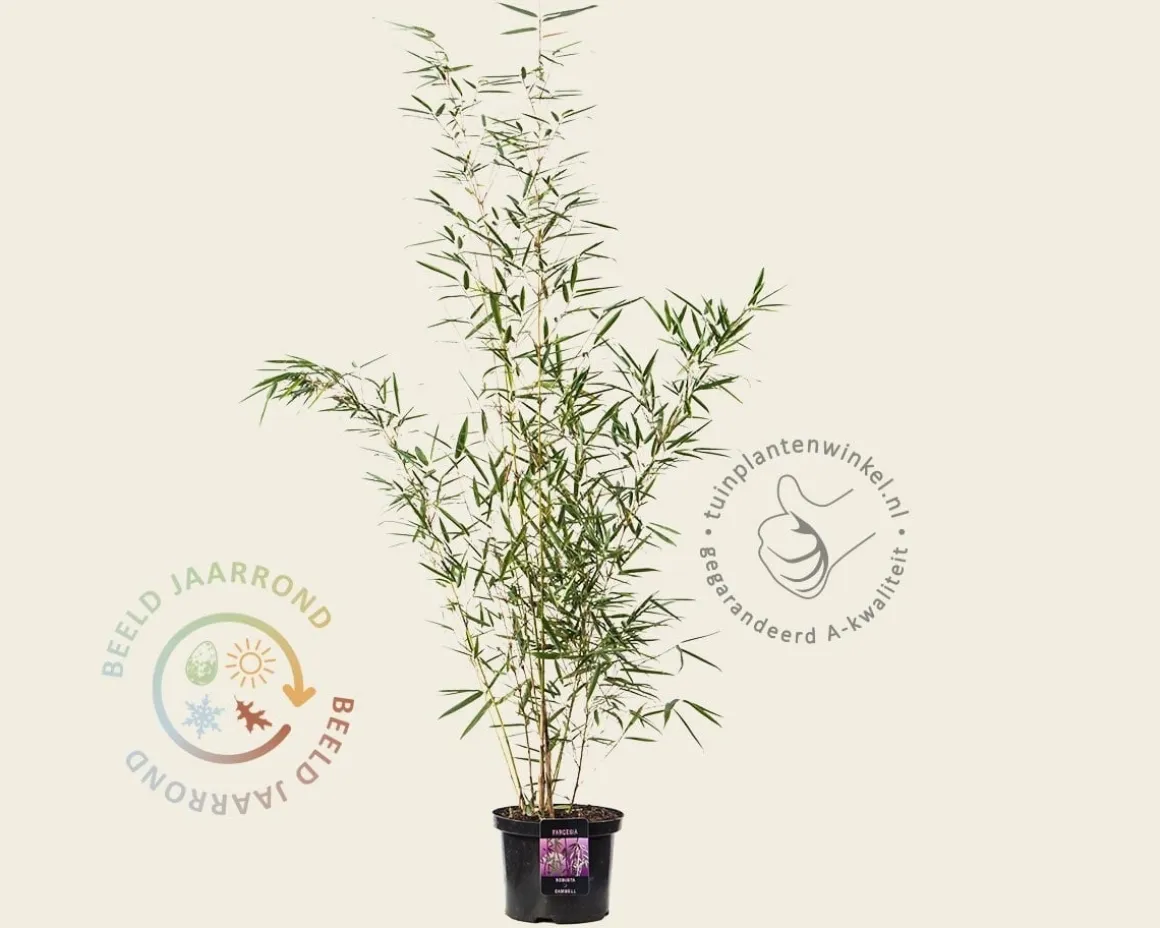 Fargesia robusta 'Campbell'