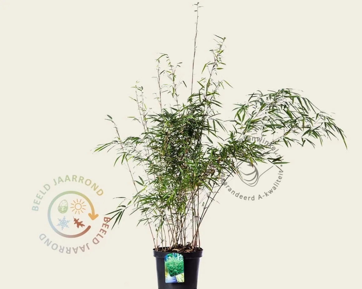 Fargesia rufa