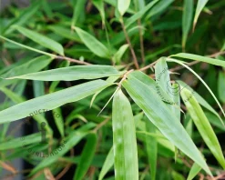Fargesia scabrida 'Asian Wonder'