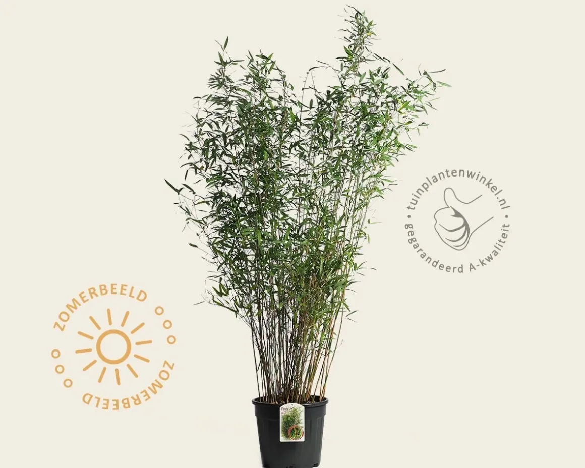 Fargesia 'Winter Joy'