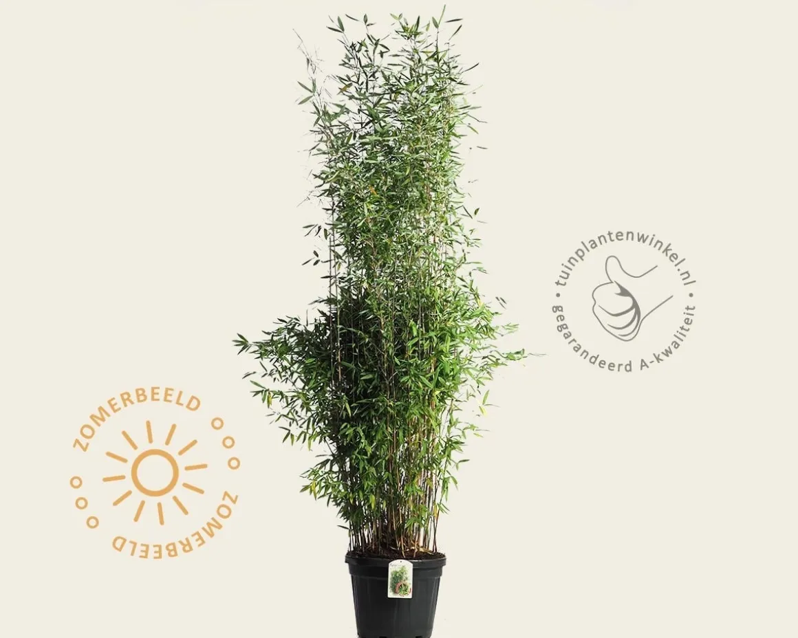 Fargesia 'Winter Joy'