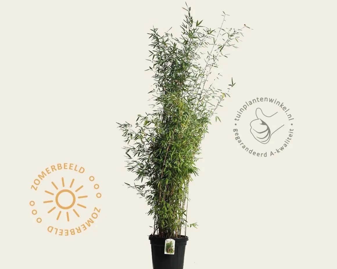 Fargesia 'Winter Joy'