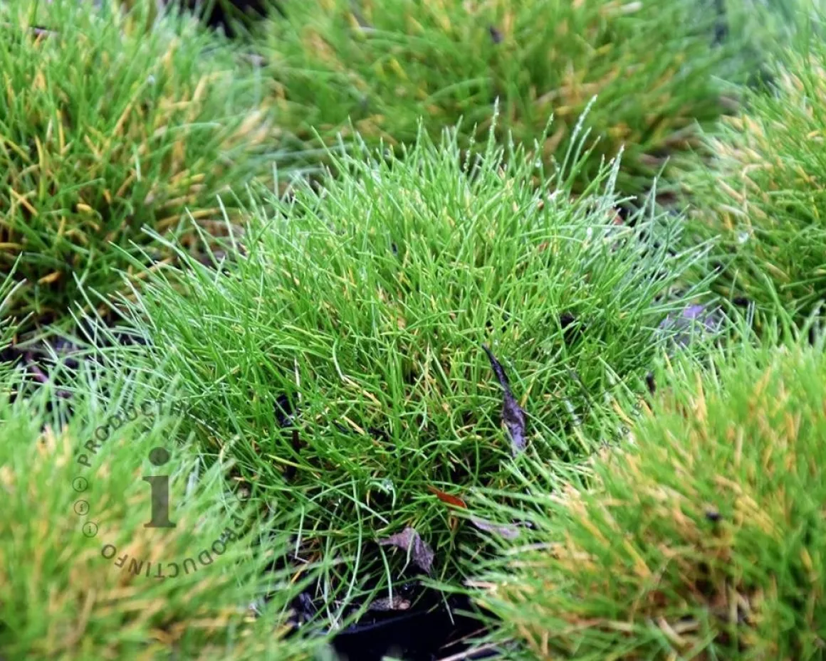 Festuca gautieri