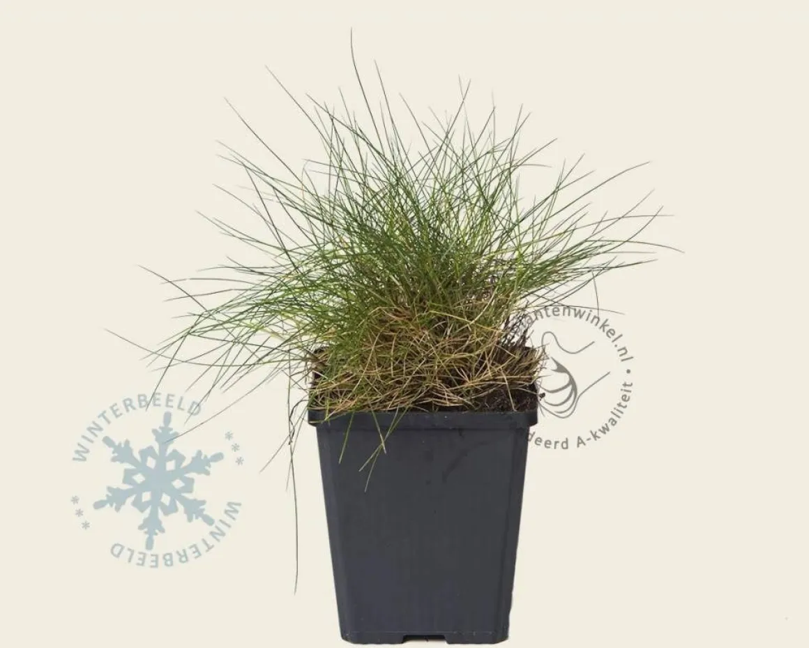 Festuca gautieri