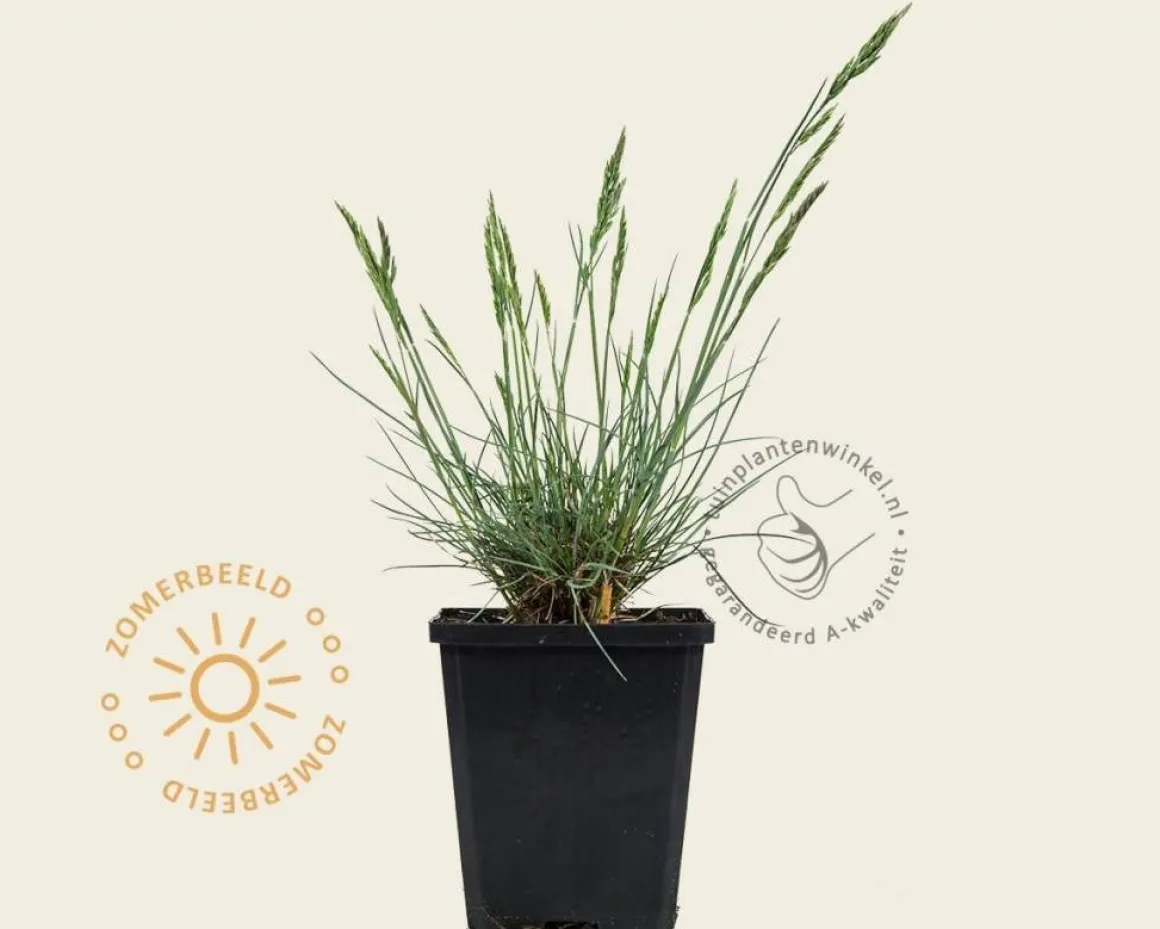 Festuca glauca