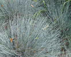 Festuca glauca