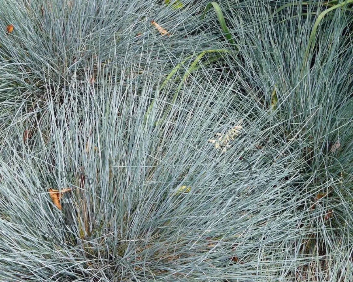 Festuca glauca
