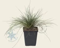 Festuca glauca