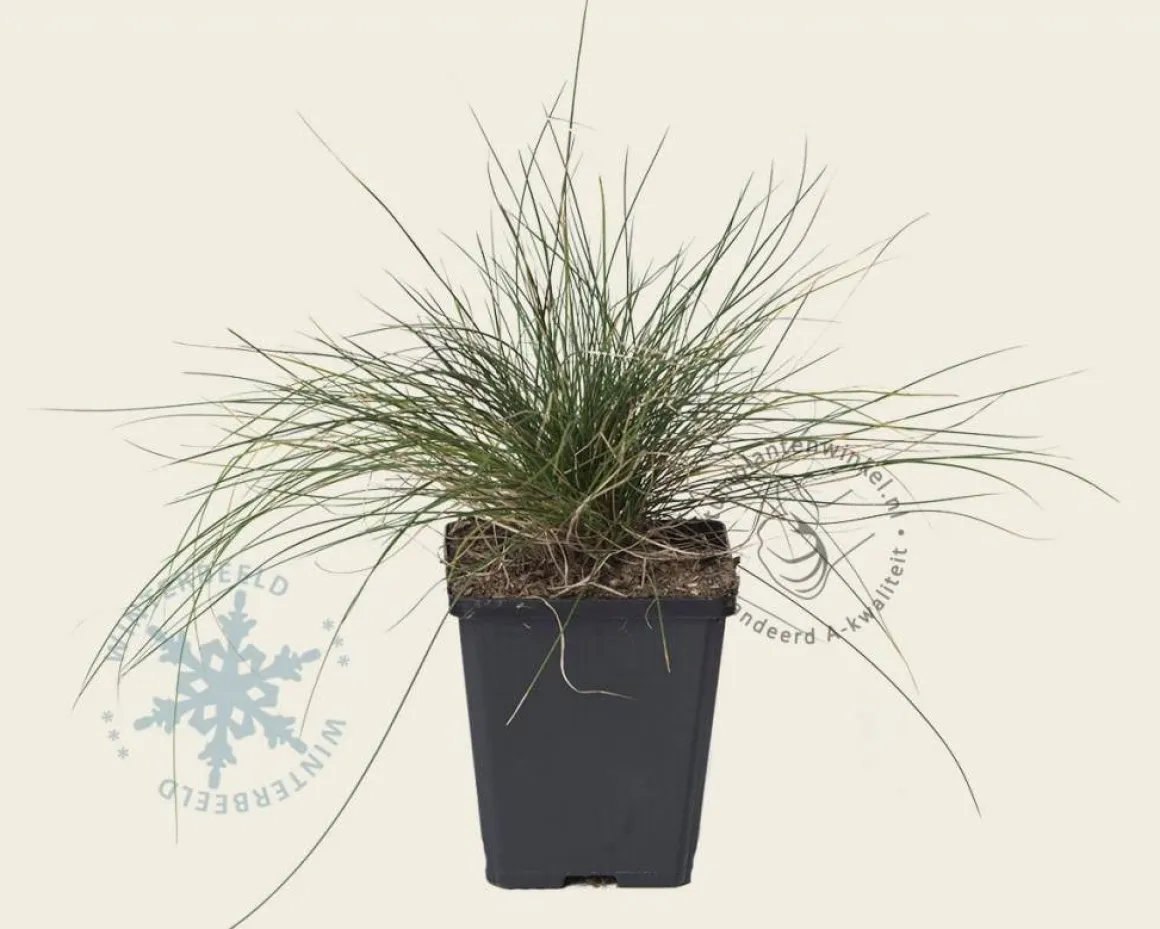 Festuca glauca