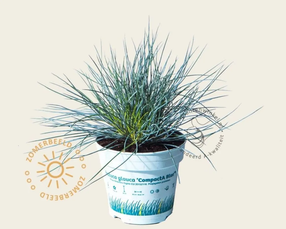 Festuca glauca 'Compacta Blue'