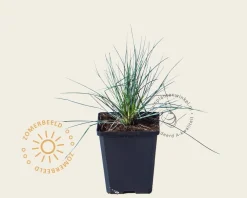 Festuca glauca 'Elijah Blue'