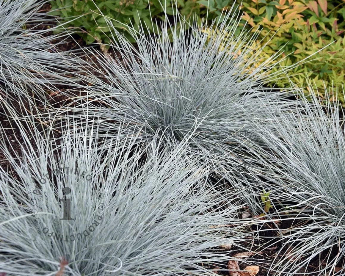 Festuca glauca 'Elijah Blue'