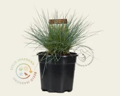Festuca glauca 'Elijah Blue'