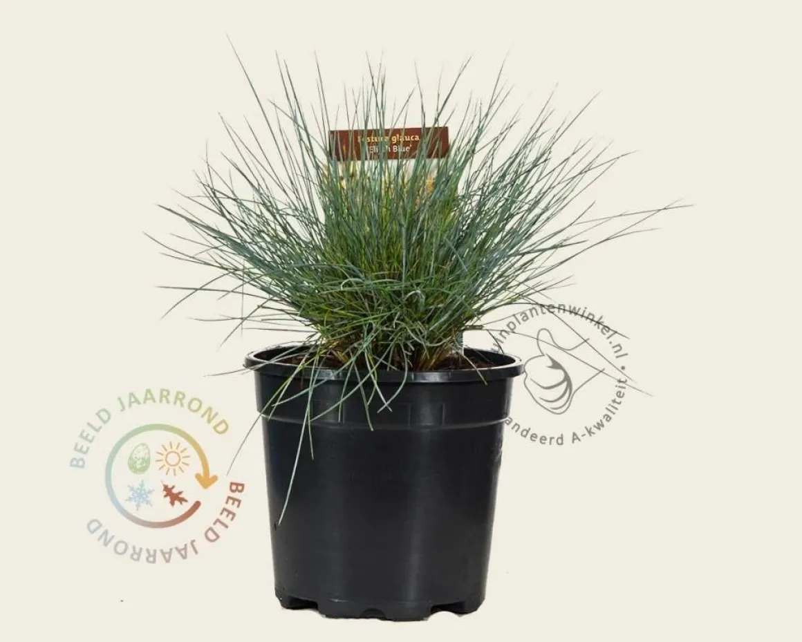 Festuca glauca 'Elijah Blue'