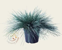 Festuca glauca 'Intense Blue'
