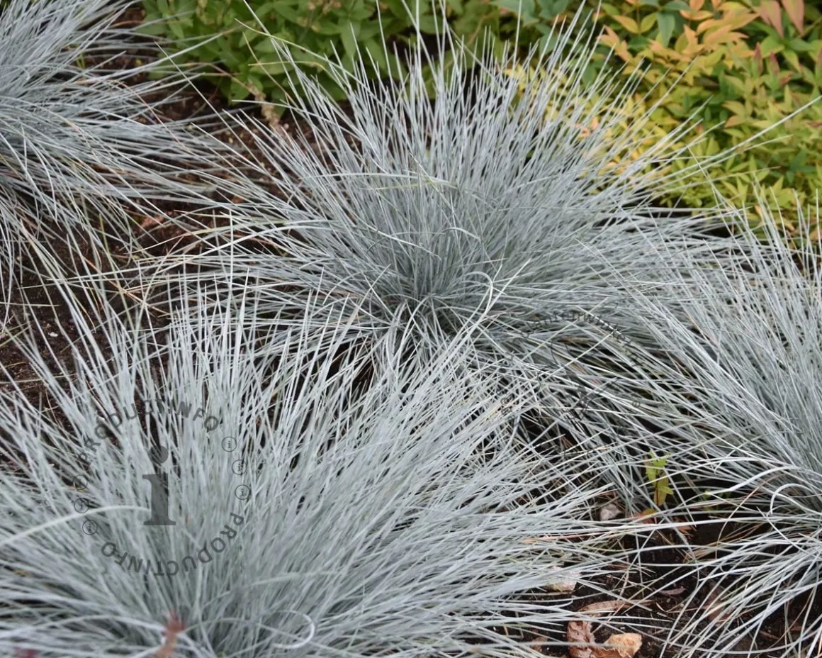 Festuca glauca 'Intense Blue'