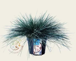 Festuca glauca 'Intense Blue'
