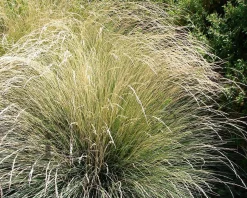 Festuca mairei