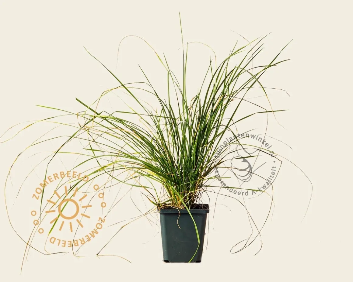 Festuca mairei