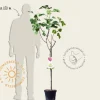 Ficus carica 'Blanca Gota' - halfstam