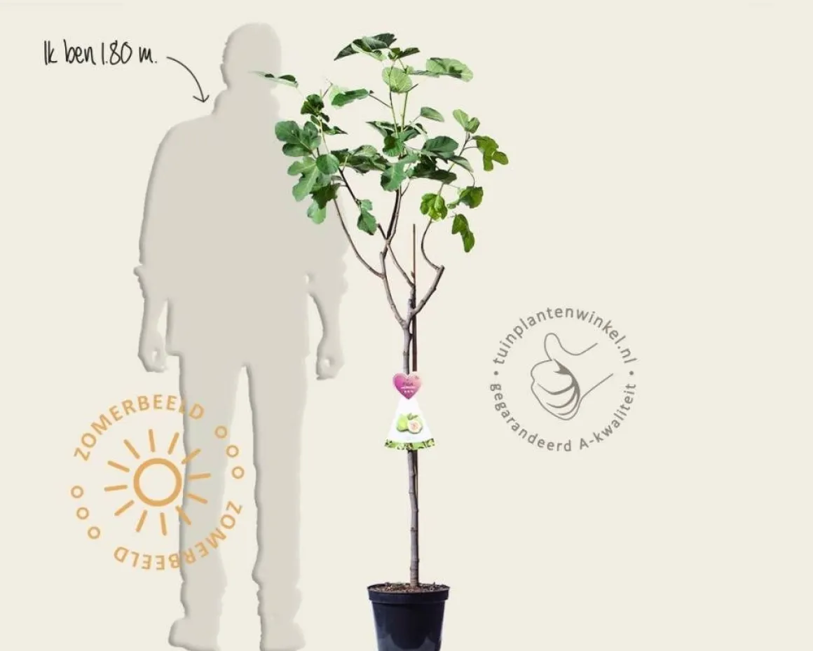 Ficus carica 'Blanca Gota' - halfstam