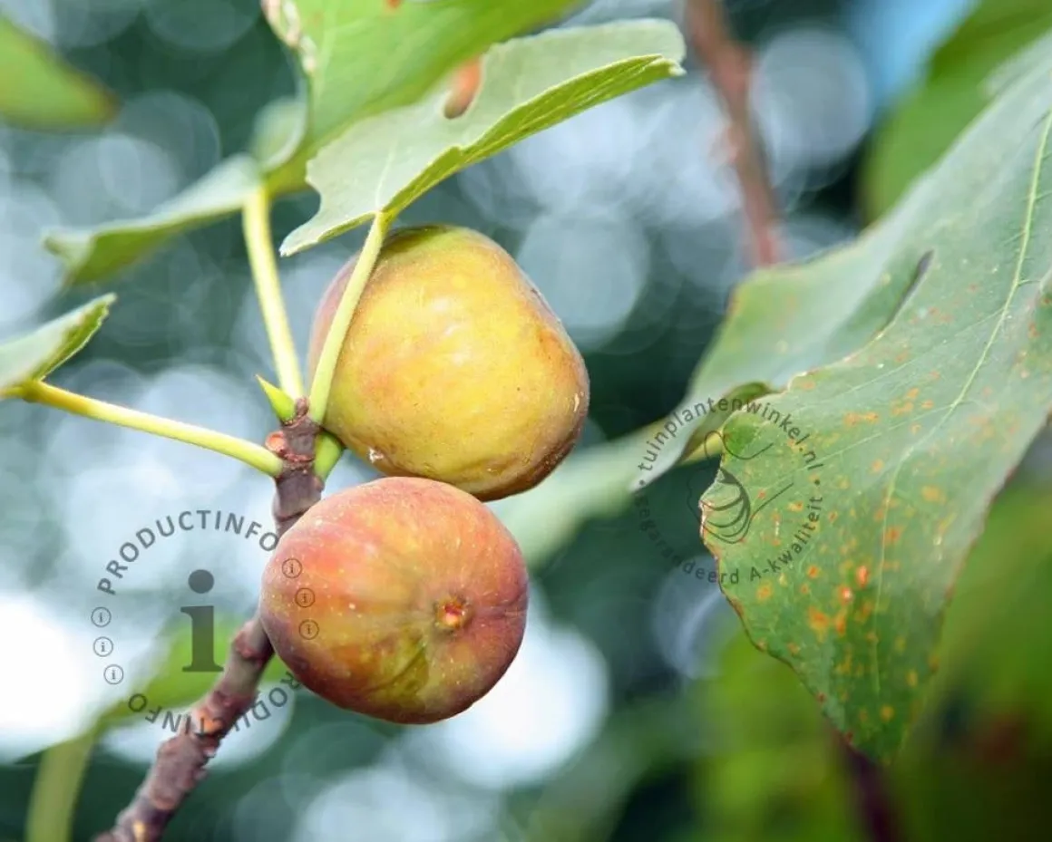 Ficus carica 'Blanca Gota' - struik