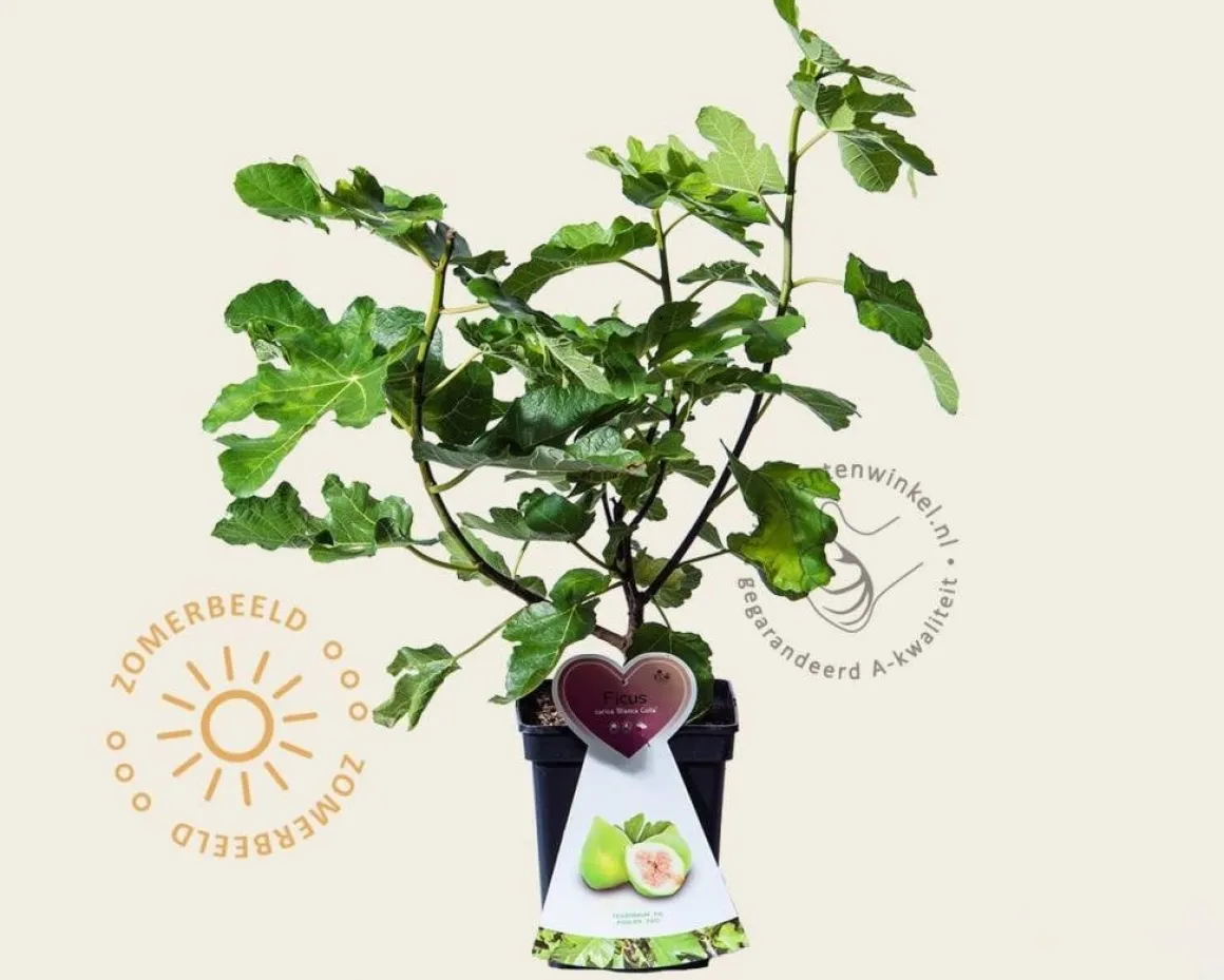 Ficus carica 'Blanca Gota' - struik