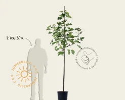 Ficus carica 'Bornholms Diamant' - hoogstam
