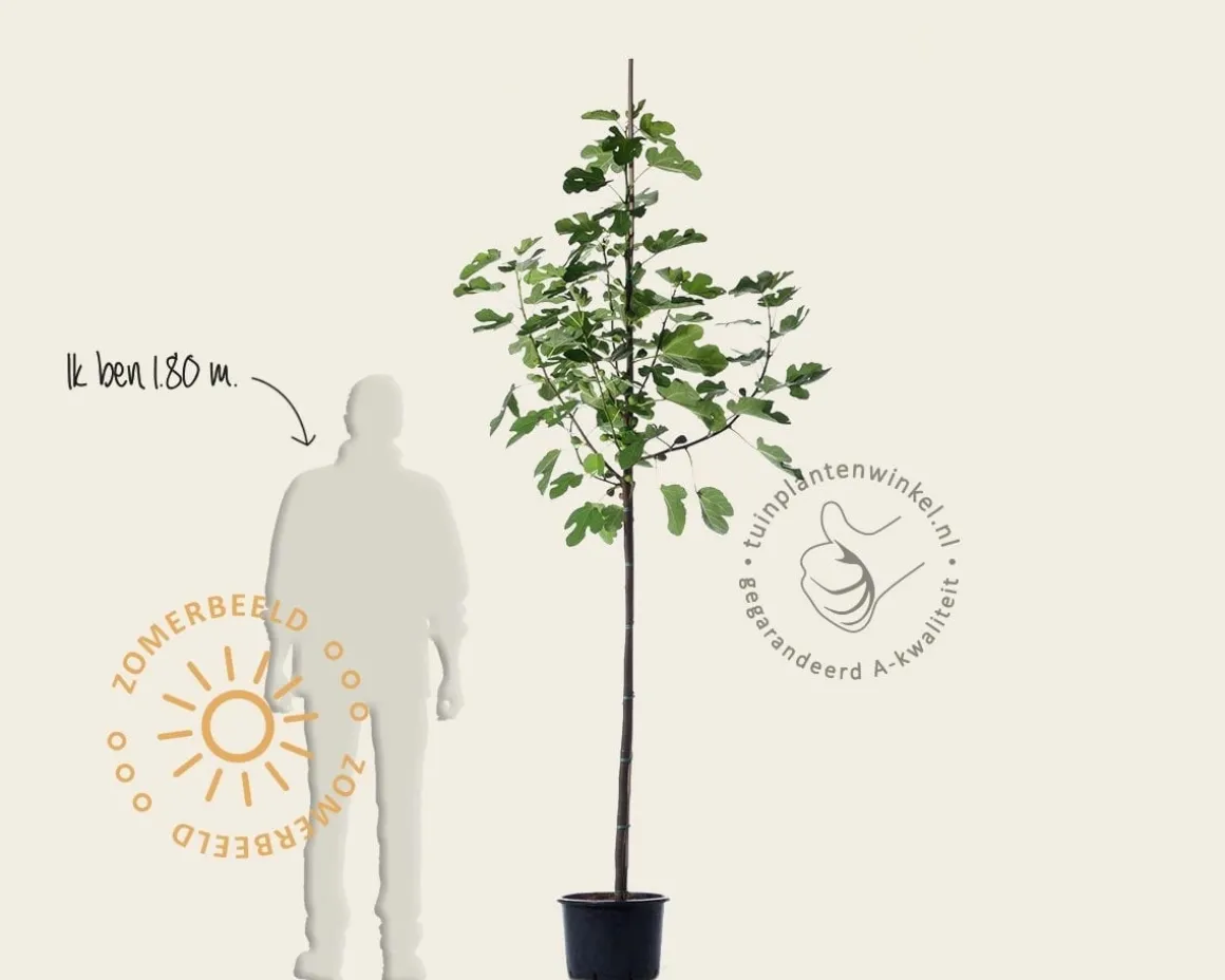 Ficus carica 'Bornholms Diamant' - hoogstam