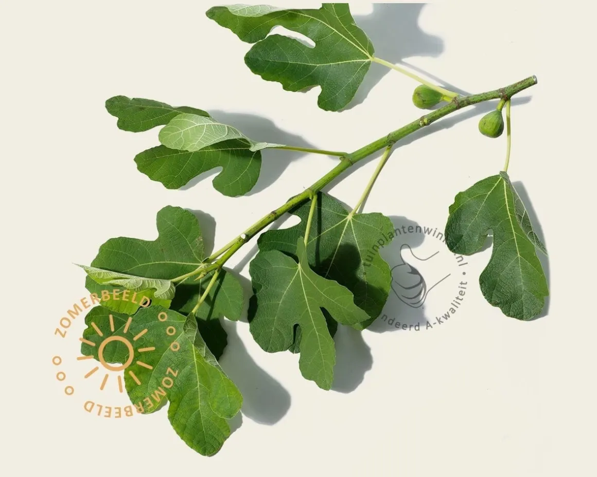 Ficus carica 'Bornholms Diamant' - hoogstam