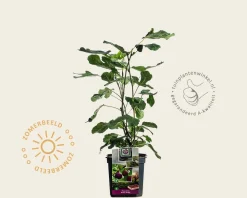 Ficus carica 'Brown Turkey'