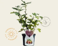 Ficus carica 'Brown Turkey'