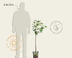 Ficus carica 'Brown Turkey' - op stam