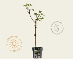 Ficus carica 'Brown Turkey' - op stam
