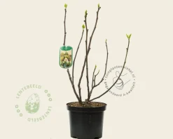 Ficus carica 'Del Portogallo'