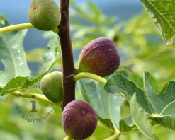 Ficus carica 'Del Portogallo'