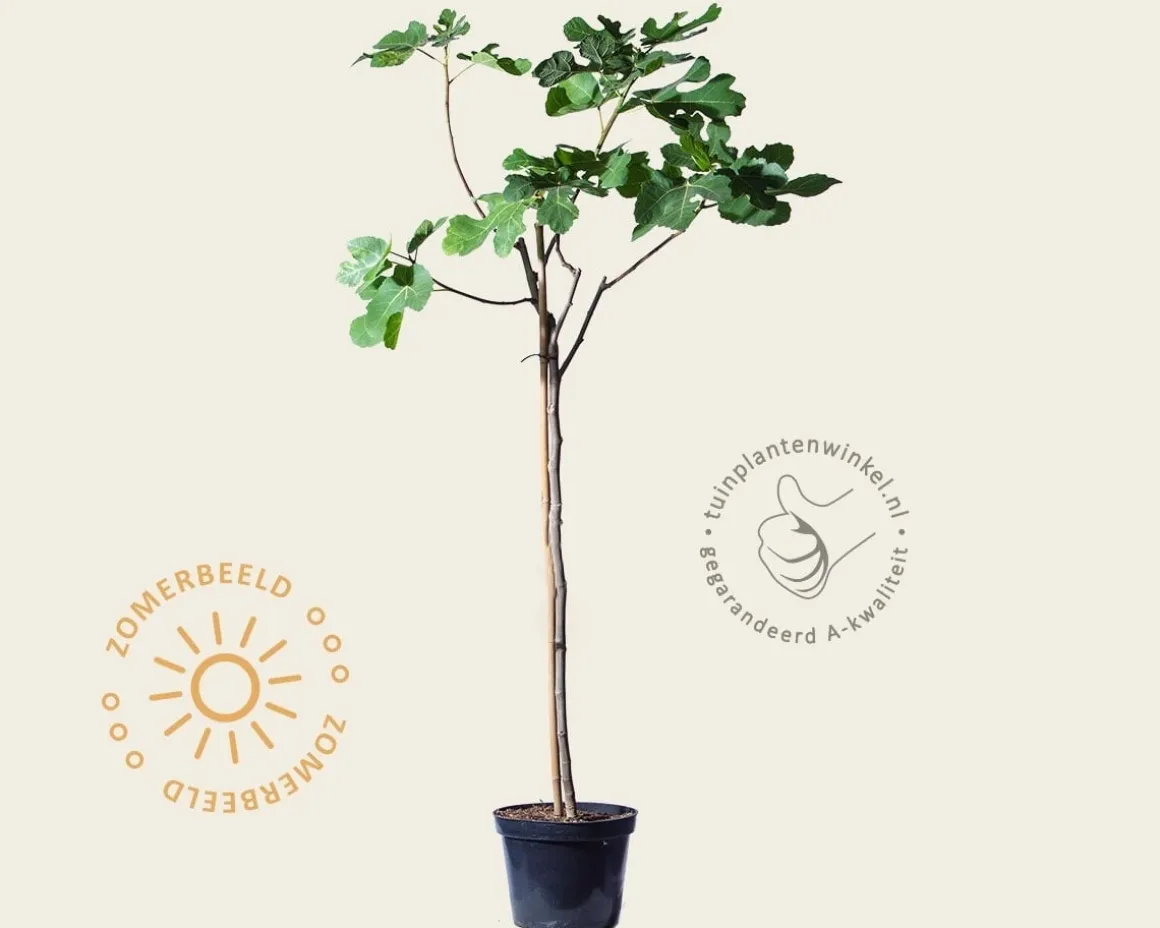 Ficus carica - halfstam