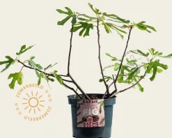 Ficus carica 'Little Miss Figgy'