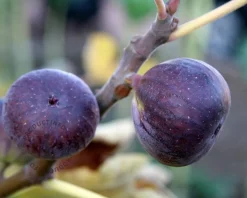 Ficus carica 'Napolitana' - halfstam