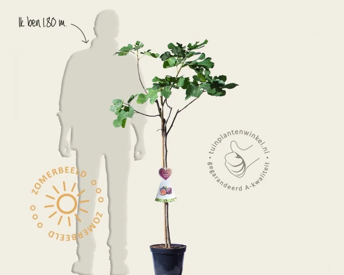 Ficus carica 'Napolitana' - halfstam