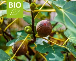 Ficus carica 'Perretta' - BIO