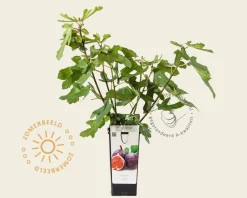 Ficus carica 'Rouge de Bordeaux'
