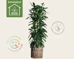 Ficus Cyathistipula