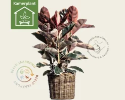 Ficus elastica belize