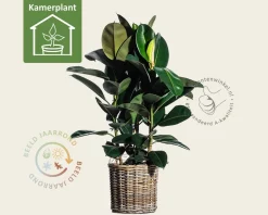 Ficus elastica robusta